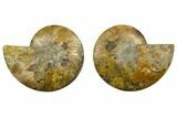 Agatized Ammonite Fossil - Madagascar #135276-1